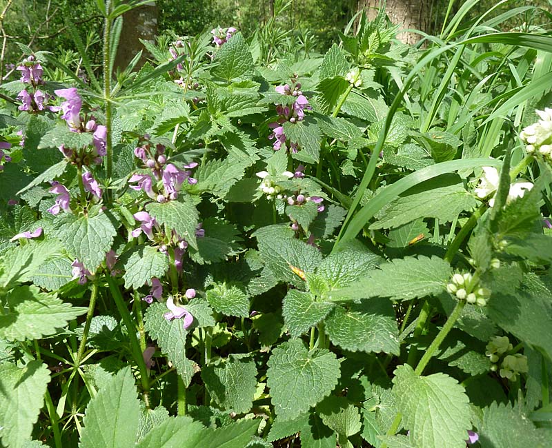 Purpurrote Taubnessel, weiße Taubnessel