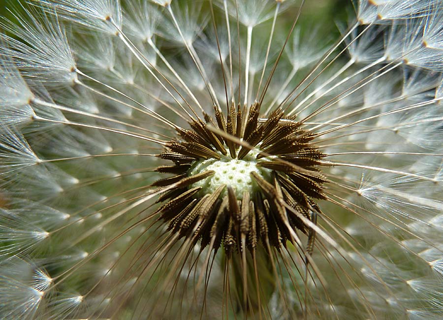 Pusteblume (Löwenzahn)