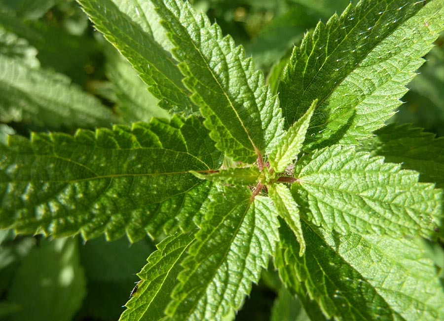 Glücksbrennnessel