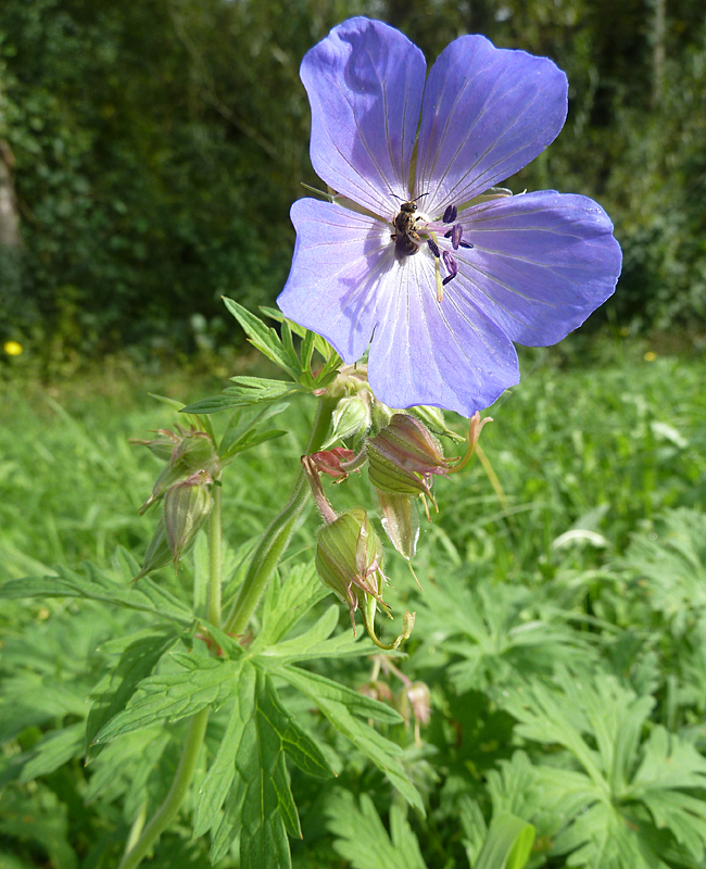 Storchenschnabel