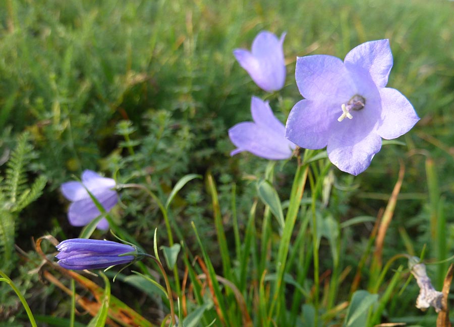 Wiesenglockenblume