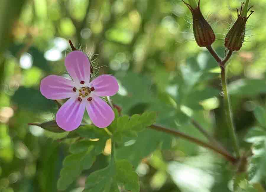 Ruprechtskraut (Storchenschnabel)