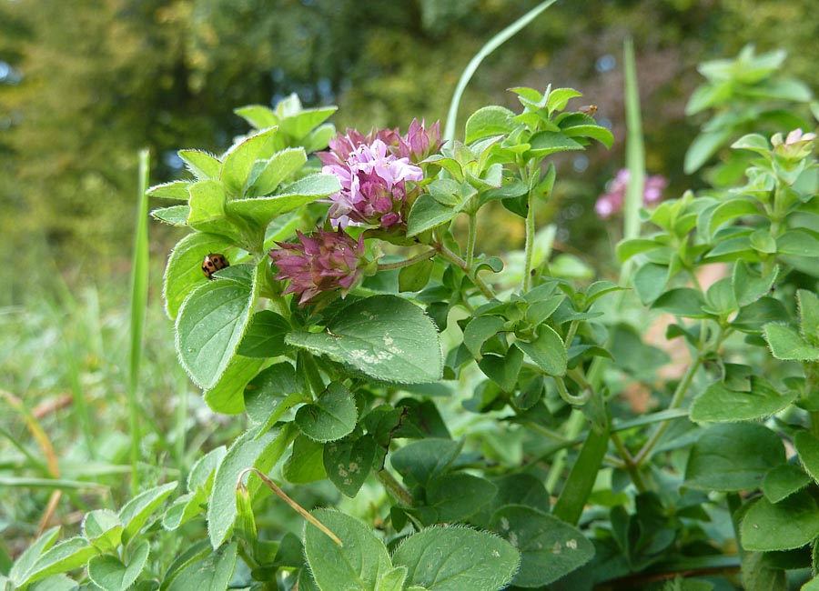 Dost (origanum vulgare)