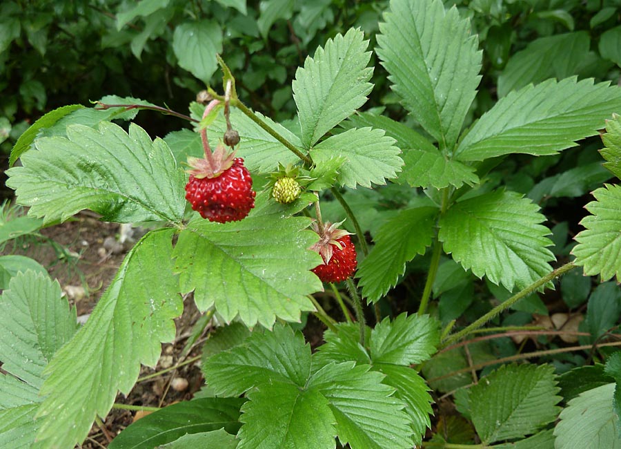 Walderdbeeren