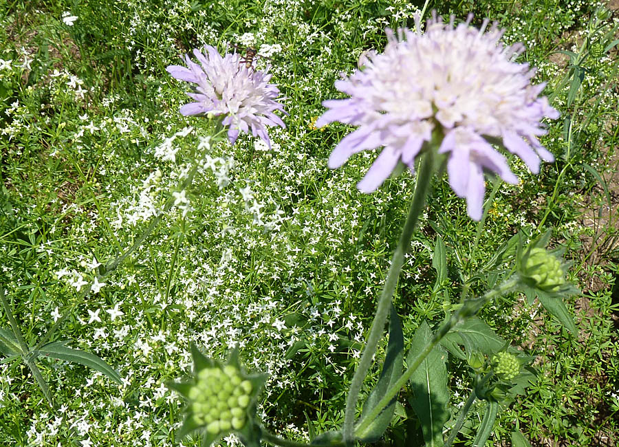 Scabiose