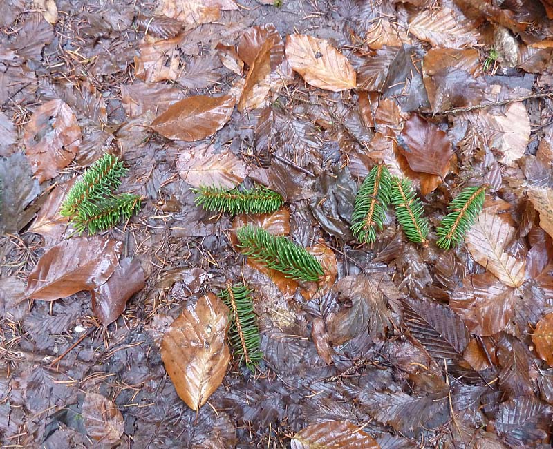 Fichtennadeln nach dem Wind