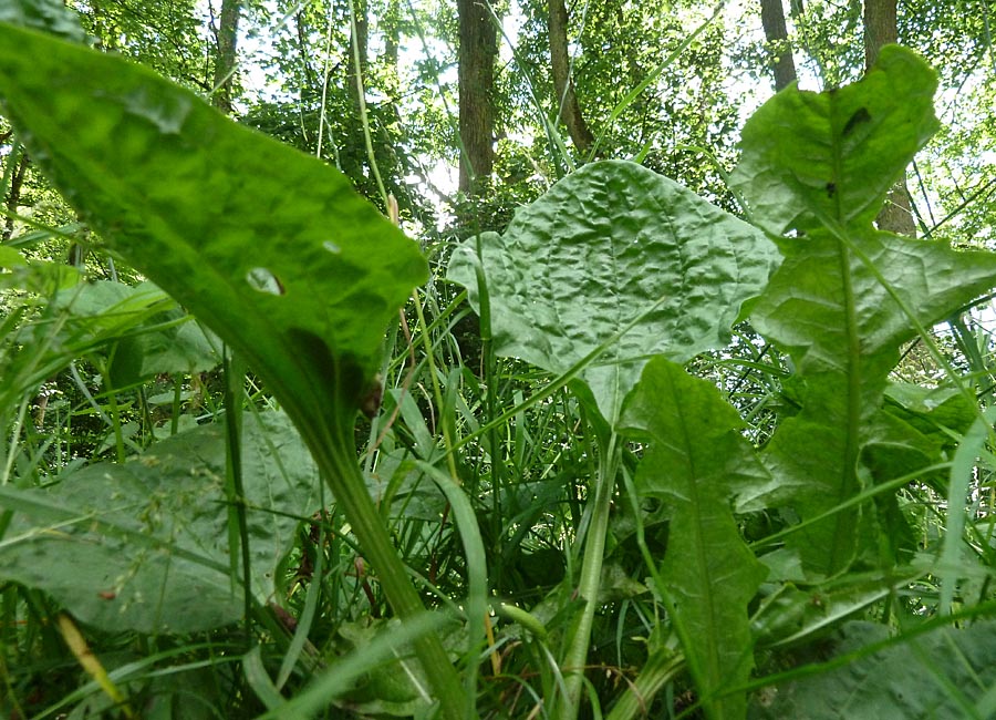 Breitwegerich und Löwenzahn