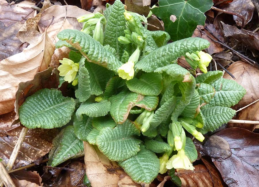 Schlüsselblume