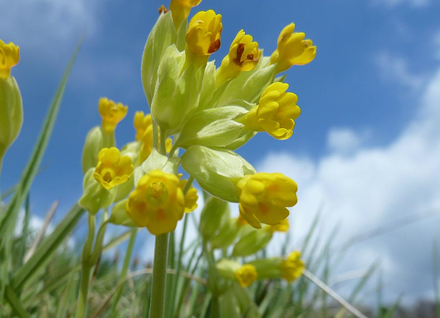 Echte Schlüsselblume