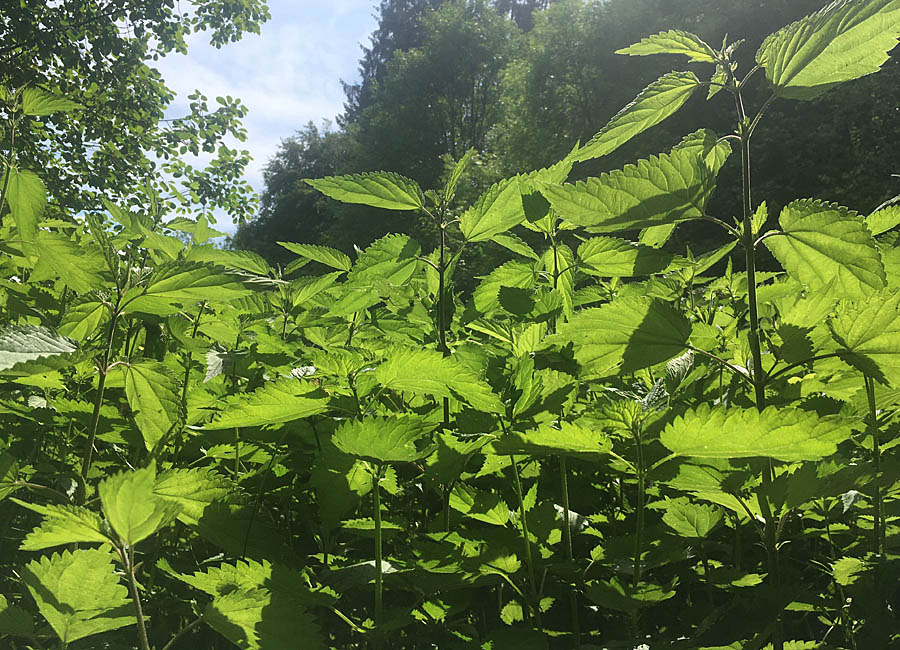 Brennnesseln zum frisch halten - Brennnessel, Kräuter und Naturwerkstatt