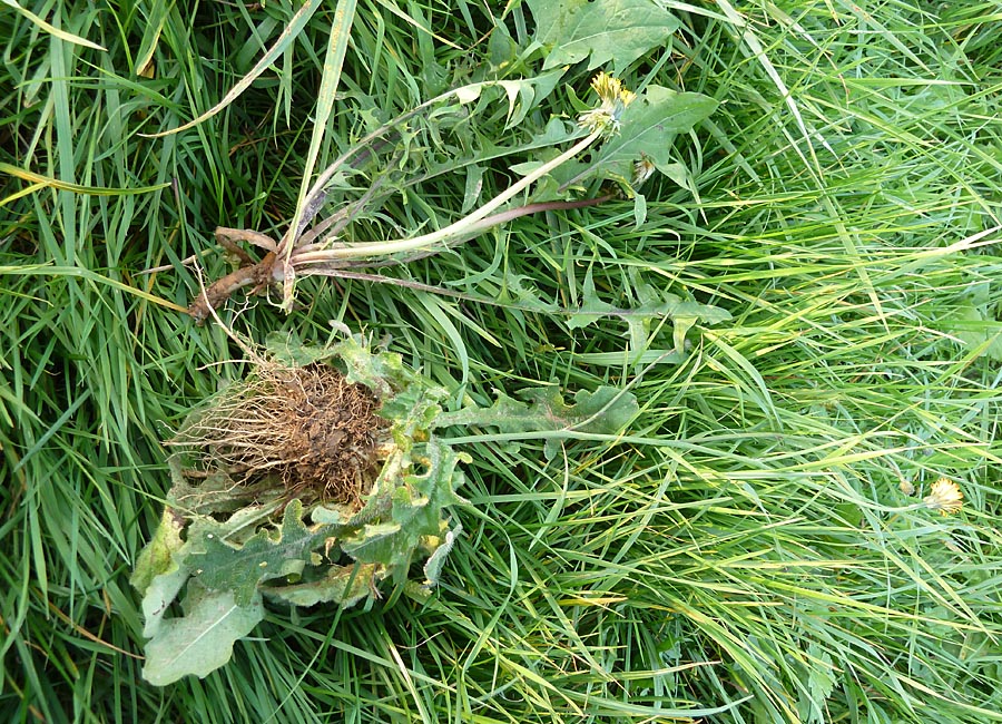 Wiesenpippau und Löwenzahn