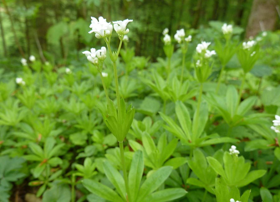 Waldmeister