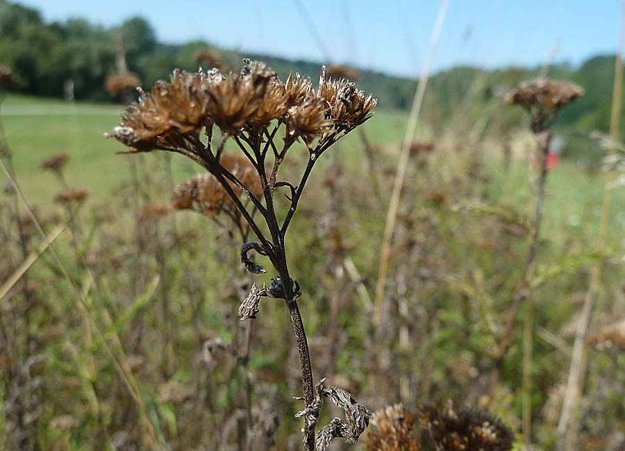 Schafgarbe vertrocknet