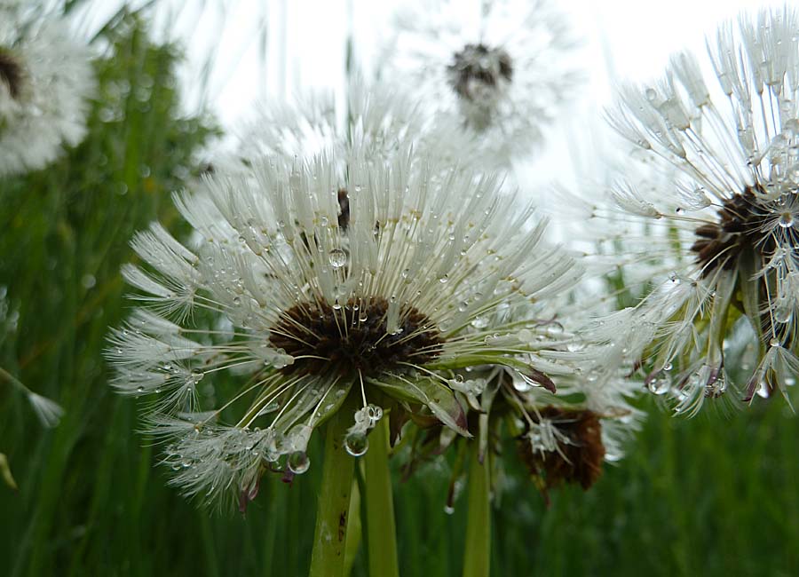 Pusteblume nass