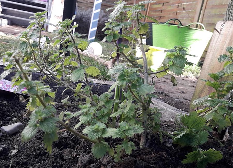 kleine Brennnessel (urtica urens)