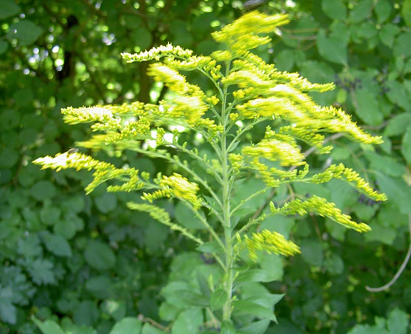 kanadische Goldrute