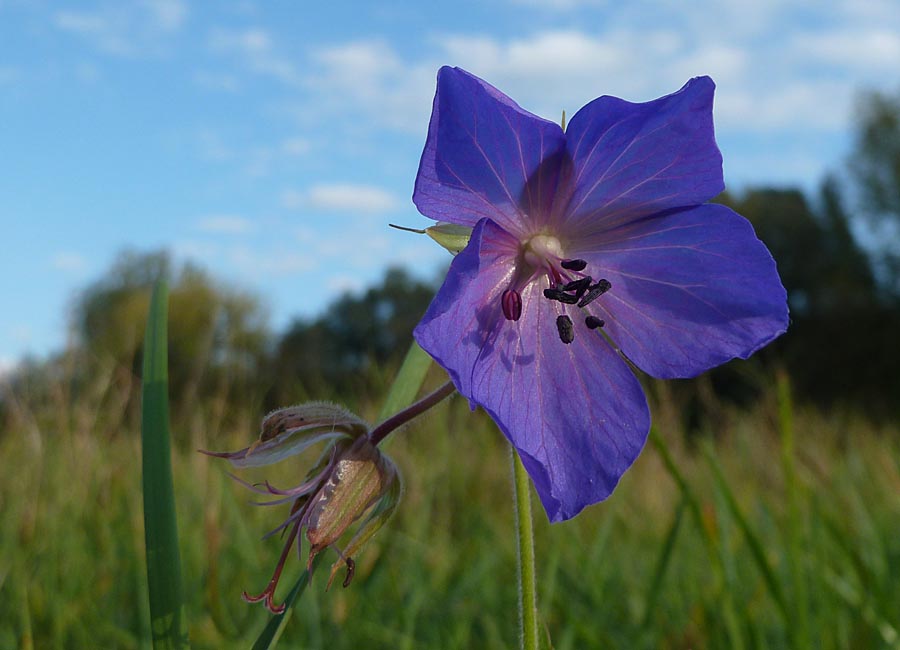 Wiesenstorchenschnabel