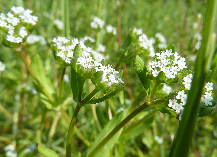 Feldsalat