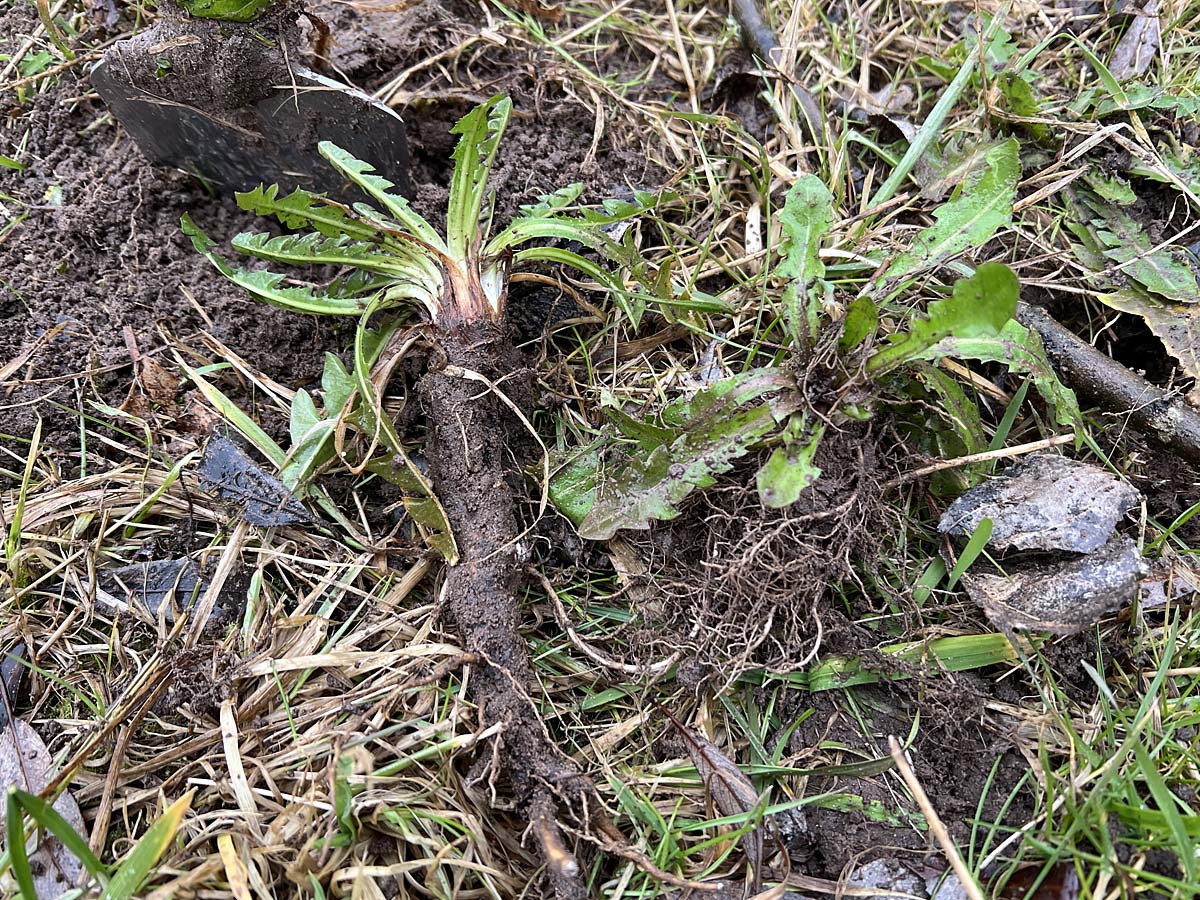 Wiesenpippau rechts neben Löwenzahn