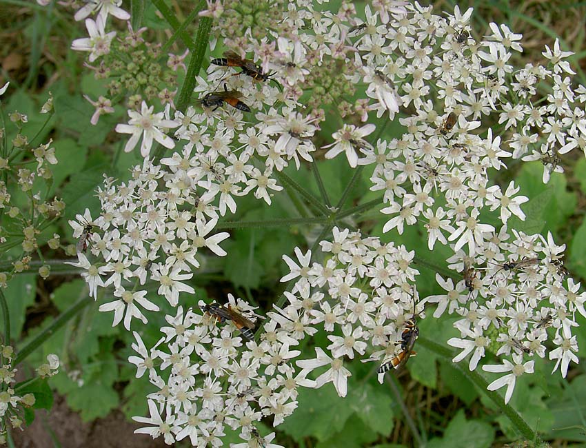 Bärenklau