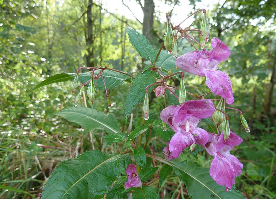 Indisches Springkraut