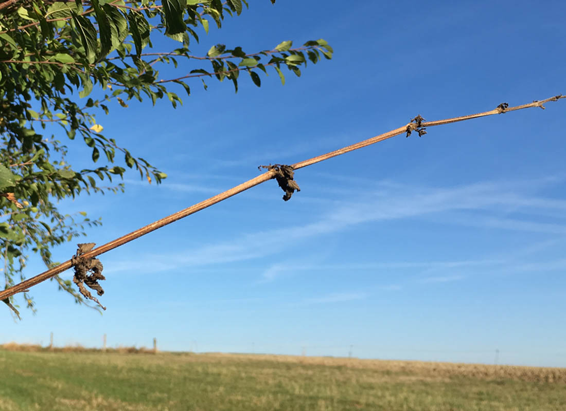 Brennnesselstängel für Fasern