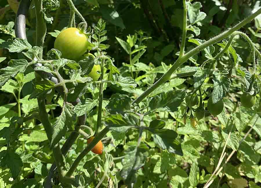 Tomate