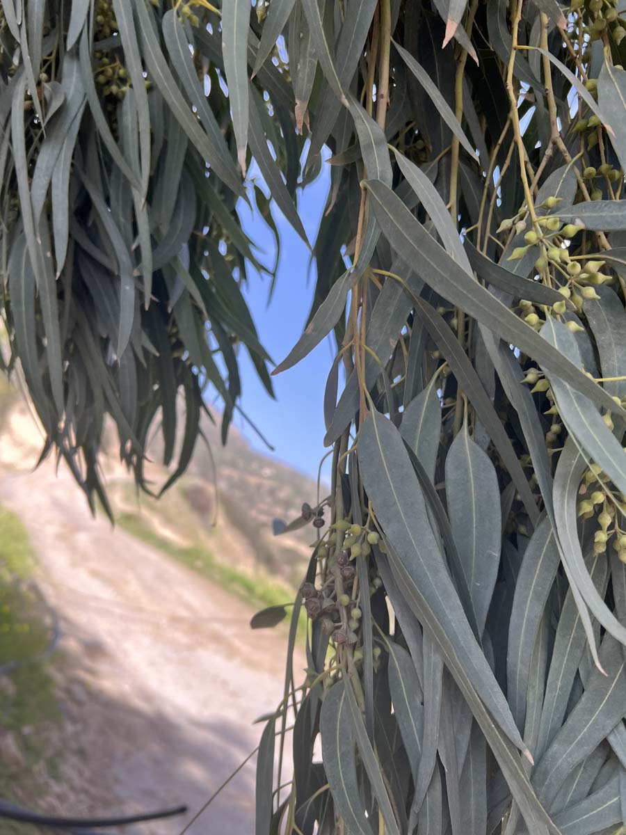 Eukalyptus