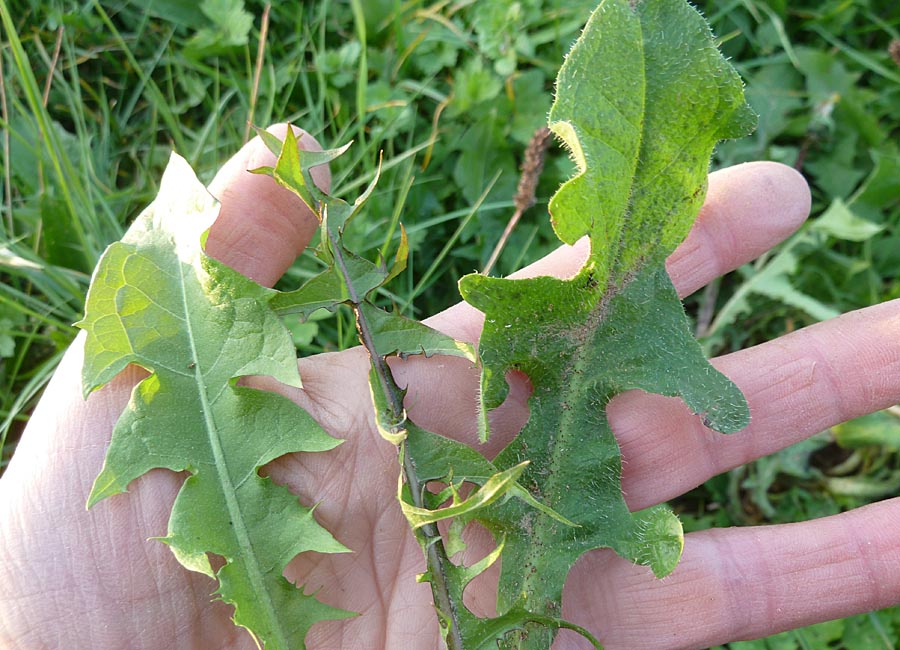 Wiesenpippau und Löwenzahnblätter