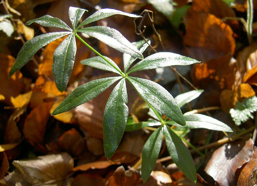 Waldmeister