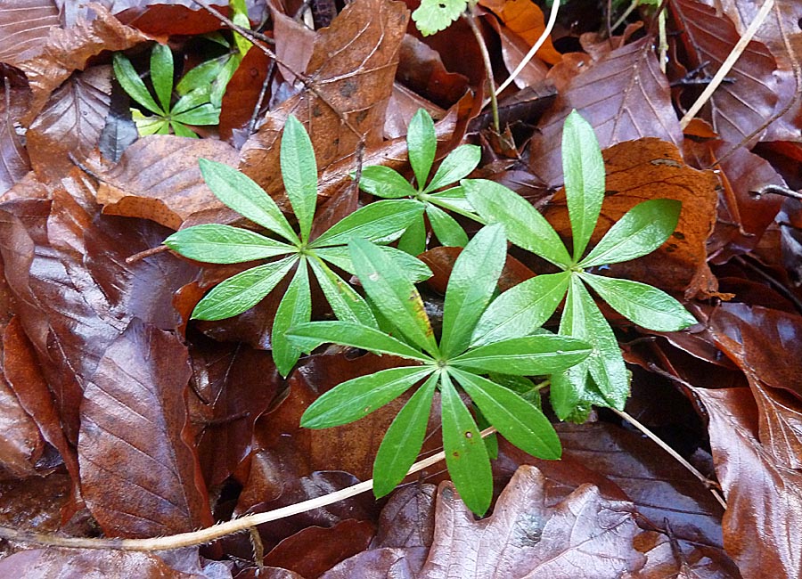 Waldmeister