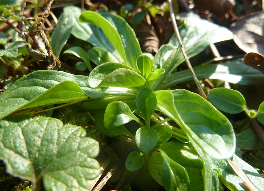 Feldsalat