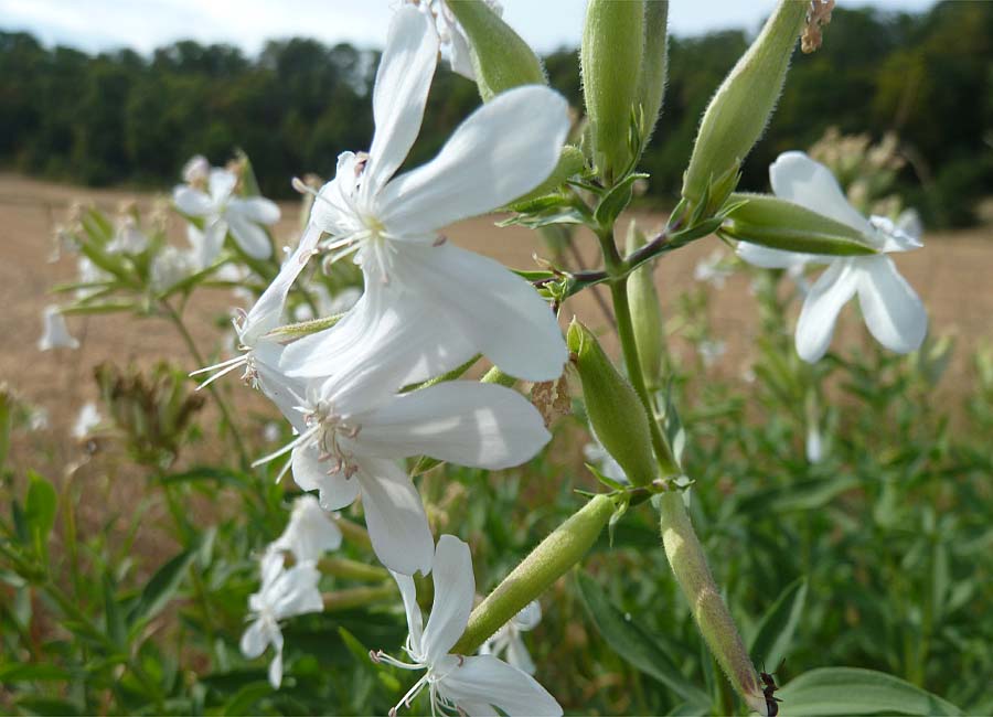 Seifenkraut