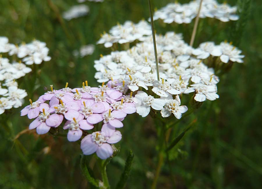 Schafgarbe rosa und weiß