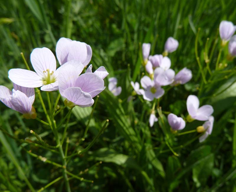 Wiesenschaumkraut