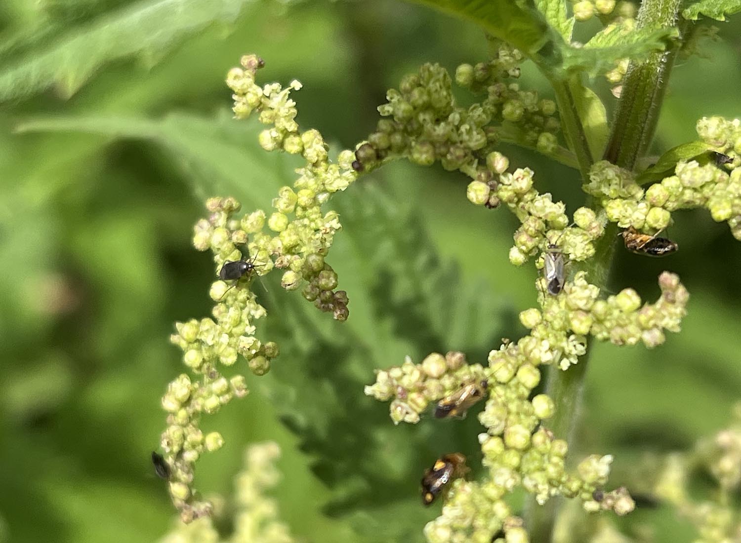 Männliche Blütenpollen mit Insekten