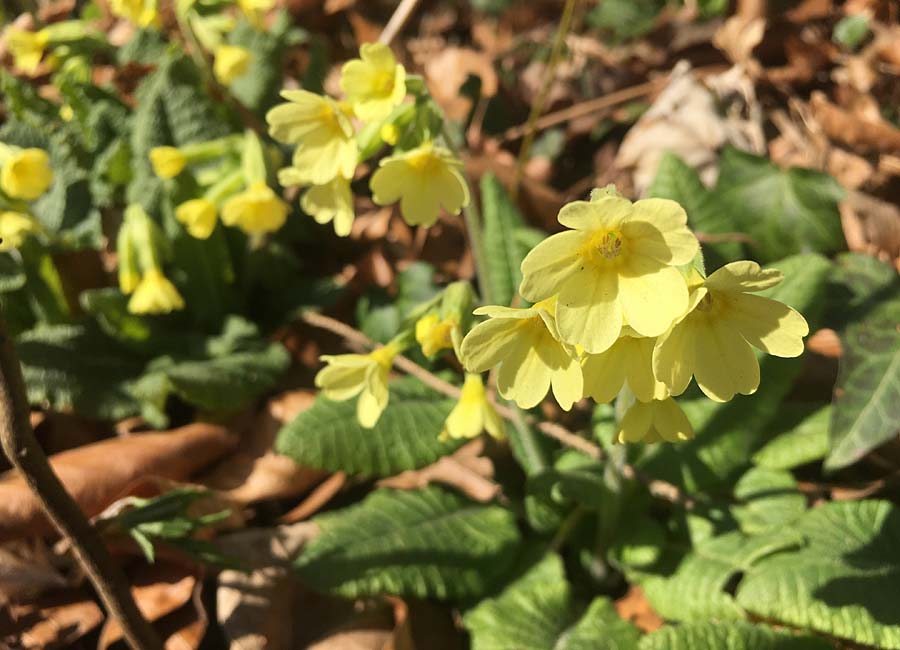 Waldschlüsselblume