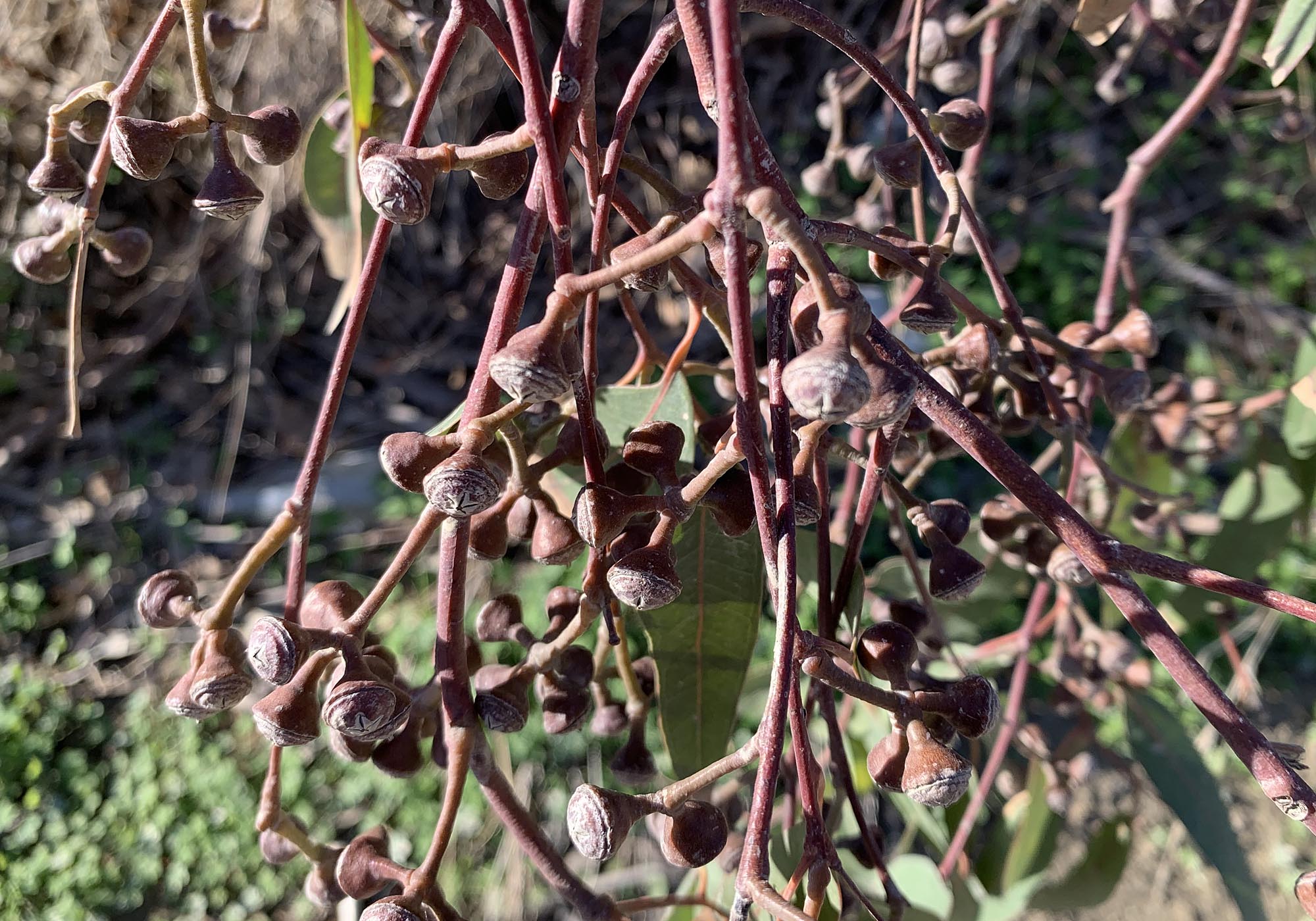 Eukalyptus