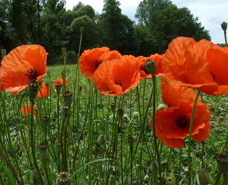 Klatschmohn