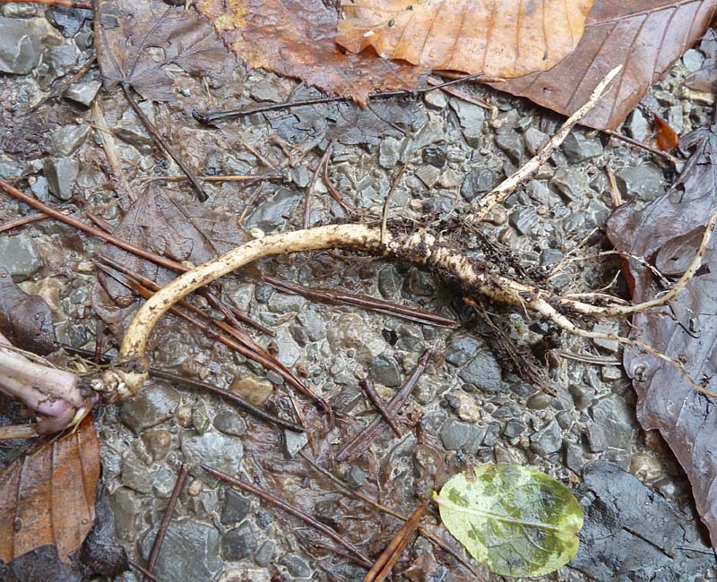 Wurzel der Knoblauchsrauke