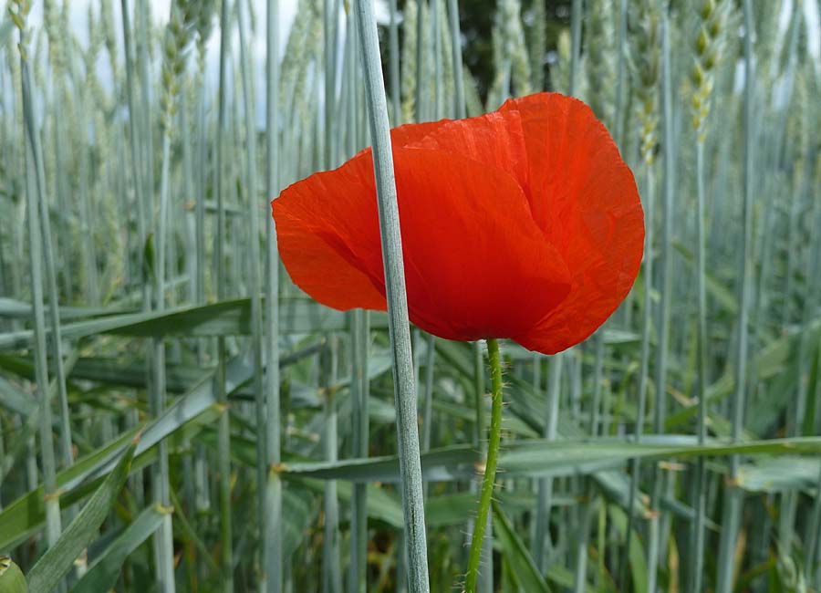 Klatschmohn in Winterweizen