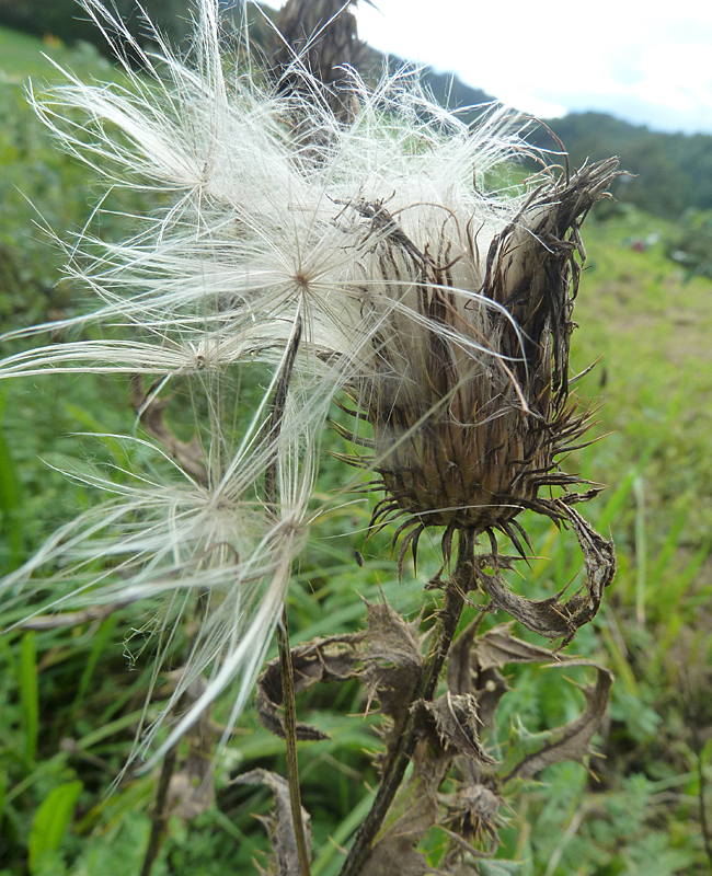 Distel