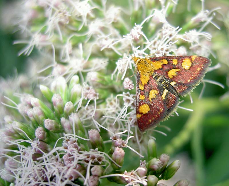 Wasserdost mit Schmetterling