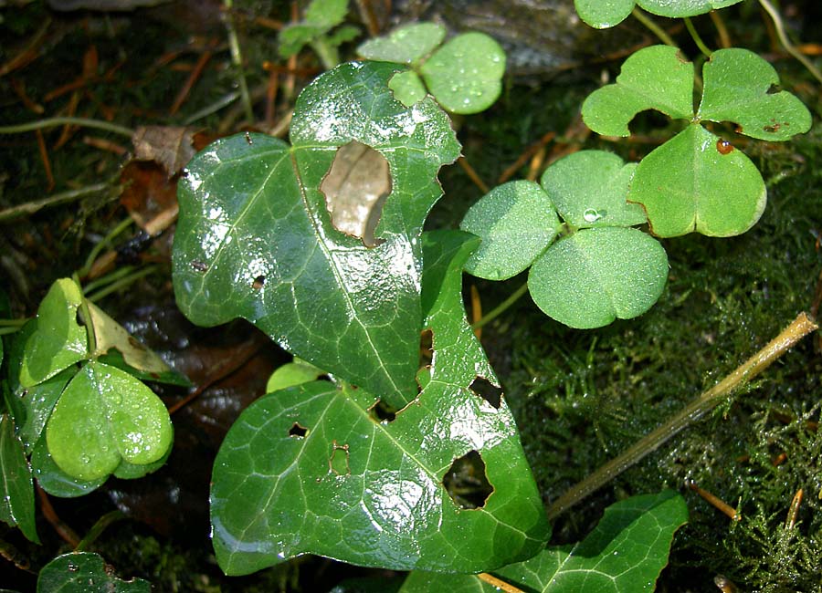 Efeu und Sauerampfer