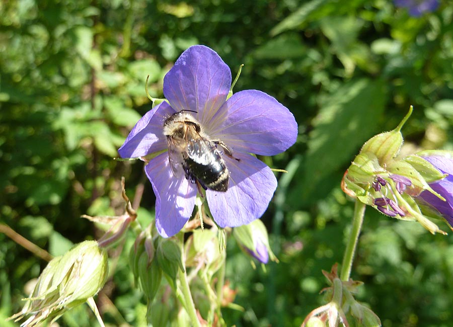 Wiesenstorchenschnabel