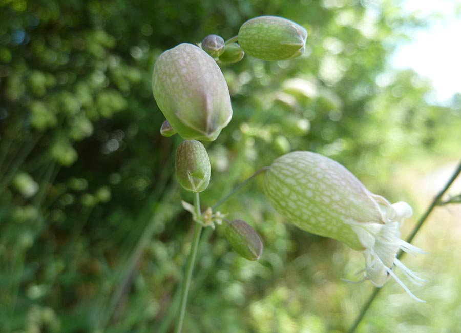 Taubenkropfleimkraut