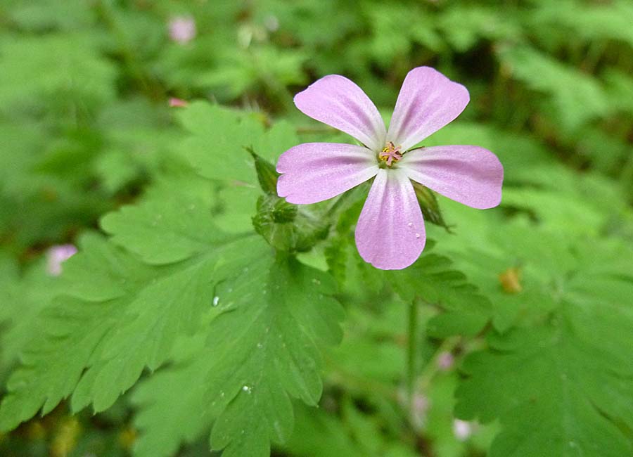 Ruprechtskraut (stinkender Storchenschnabel)