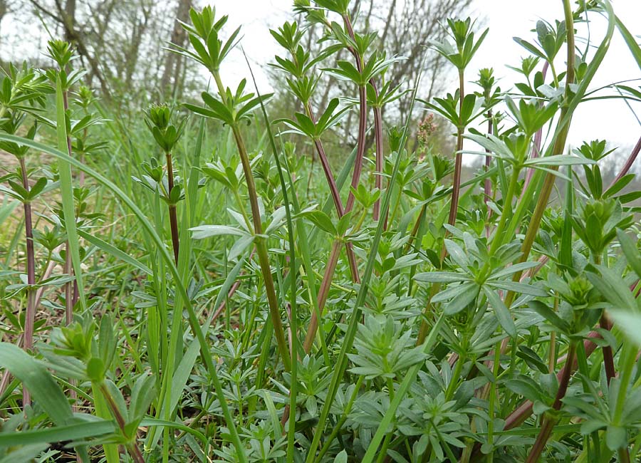 Wiesenlabkraut