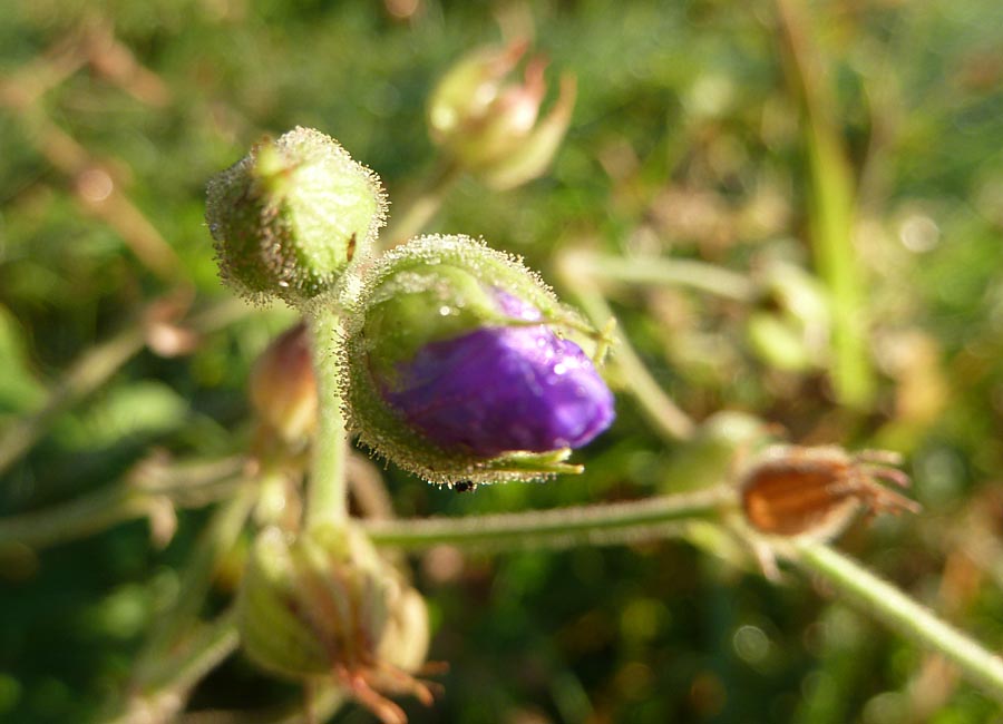 Wiesenstorchenschnabel