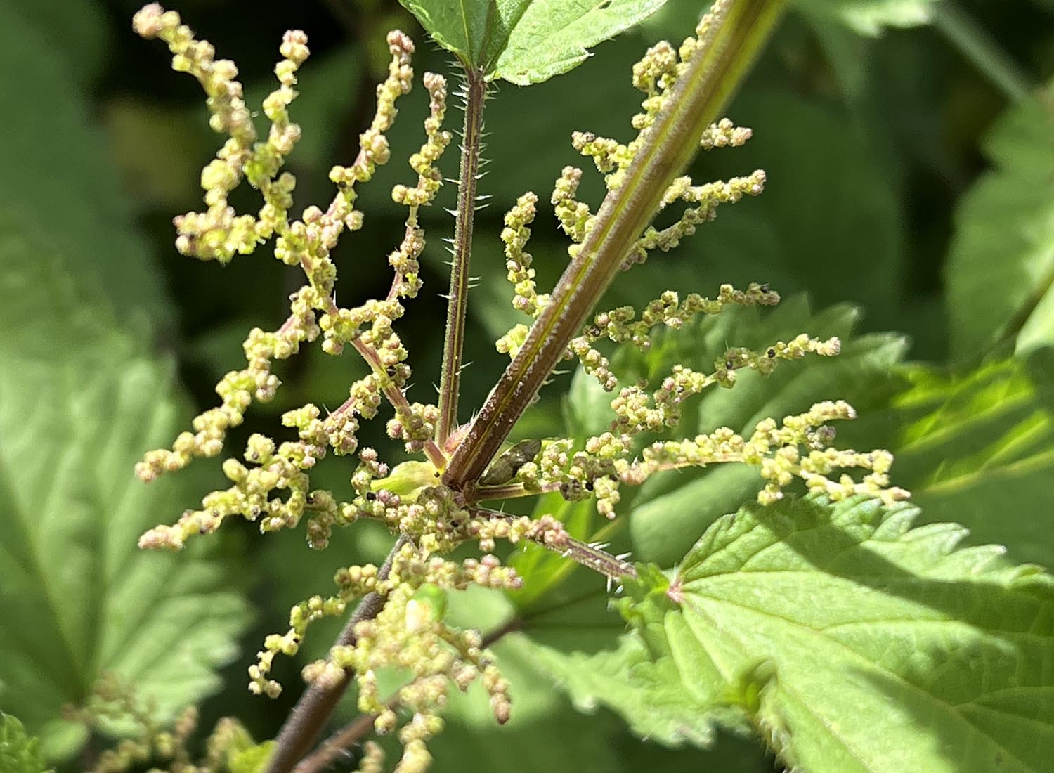 Männliche Blütenpollen